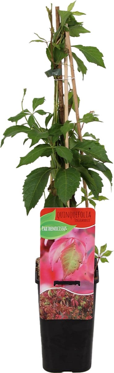 Bloomique - Parthenocissus Quinquefolia Engelmannii - Wilde Wingerd - Klimplanten - Tuinplanten - Winterhard - Hoogte 50-70 cm - Pot 15 cm