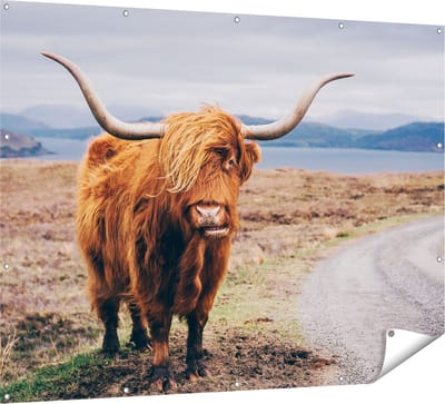 Gards Tuinposter Schotse Hooglander Koe op de Weg - 160x120 cm - Tuindoek - Tuindecoratie - Wanddecoratie buiten - Tuinschilderij