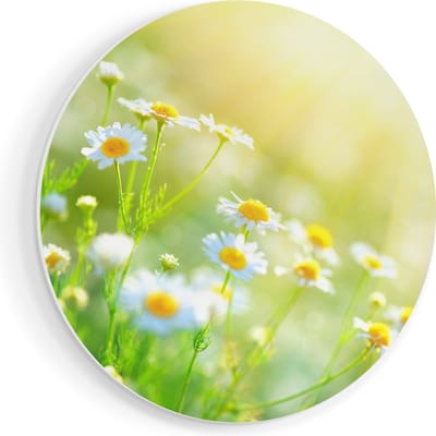 Artaza Forex Muurcirkel Witte Kamille Bloemen Met Zonneschijn - 60x60 cm - Wandbord - Wandcirkel - Rond Schilderij - Wanddecoratie Cirkel