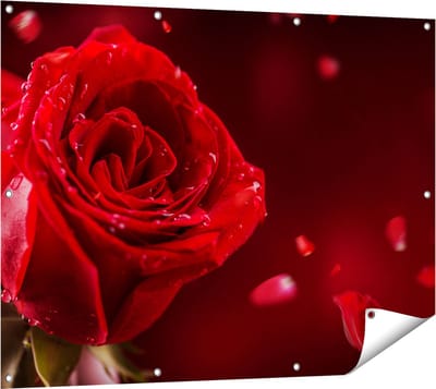 Gards Tuinposter Romantische Rode Roos - 120x90 cm - Tuindoek - Tuindecoratie - Wanddecoratie buiten - Tuinschilderij