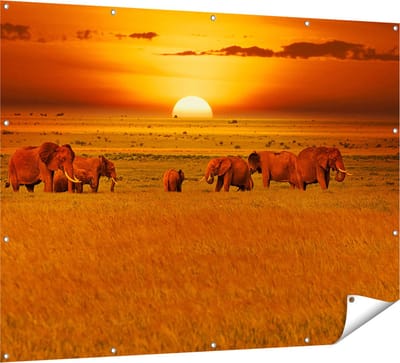 Gards Tuinposter Olifanten in het Wild - Zonsondergang - 160x120 cm - Tuindoek - Tuindecoratie - Wanddecoratie buiten - Tuinschilderij