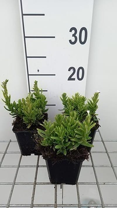 6x Steenzaad - Lithodora dif. 'Alba' | 9x9 cm pot
