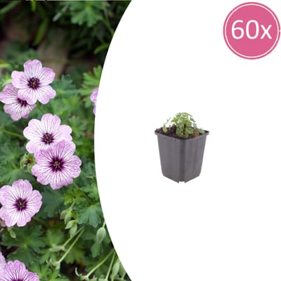 Tuinplantenshop.com | Geranium cin. 'Ballerina' | 60 stuks - Ø9cm - 10-25cm hoog - Tuinplant