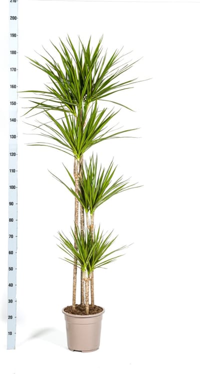 Drakenboom, Drakenbloedboom, Lange Smalle groene bladeren , Kamerplant, Dracaena Marginata Magenta Ø27cm - 180cm