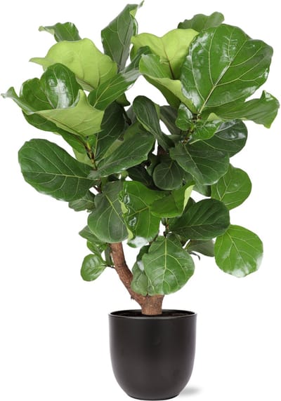 Green Harmony | Ficus Lyrata (vertakt) Ø24cm 110cm in Boule ANTRACIET pot