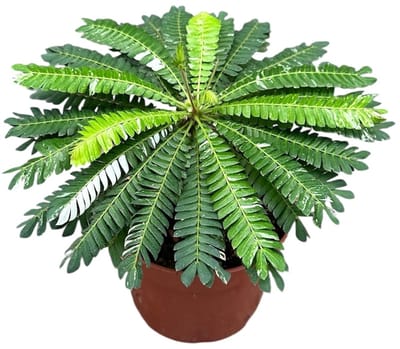 Biophytum Sensitivum Variegata - Kamerplant - Potmaat Ø10,5 cm
