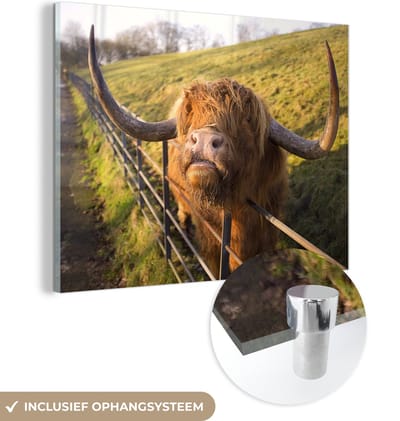 MuchoWow® Glasschilderij 160x120 cm - Schilderij acrylglas - Schotse Hooglander - Hek - Gras - Foto op glas - Schilderijen
