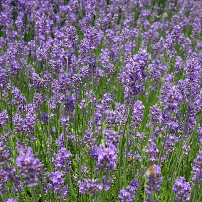 Lavendel (Lavandula Angustifolia) - 6x - Munstead - Vaste planten - Bijen-Vlinders - Snijbloemen - Geurend