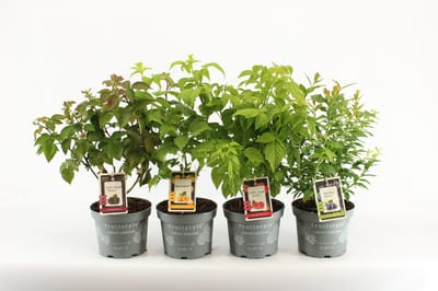 Compacte fruitplanten mix - set van 4 verschillende bijzondere fruitsoorten - 1 Braam, 1 Gele Framboos, 1 Rode Framboos en 1 Bosbes - hoogte 20-30 cm