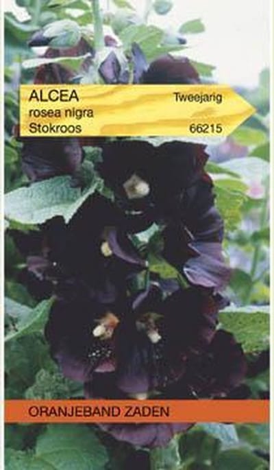 Oranjebandzaden -  Althaea (Alcaea), Stokroos Nigra