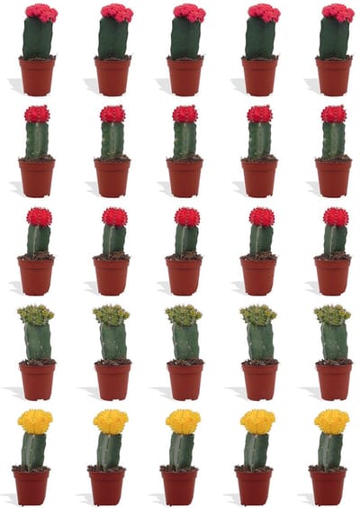 DutchLeafs Gymnocalycium Mix Geënt Mini Cactussen - 20 Stuks - Kwekerspot 5,5 cm - Hoogte 8-15 cm - Mini Plantjes - Cactus Plant - Kamerplanten