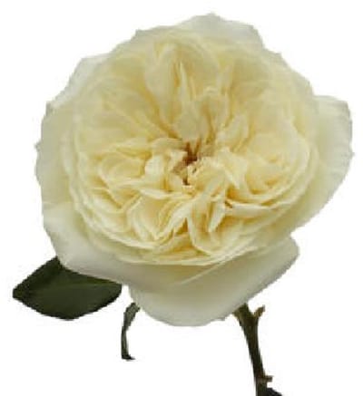 24x Rosa david austin leonora 50cm