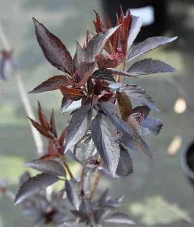 Sambucus nigra 'Black Beauty' - Donkerpaarse Vlier 30 - 40 cm in pot