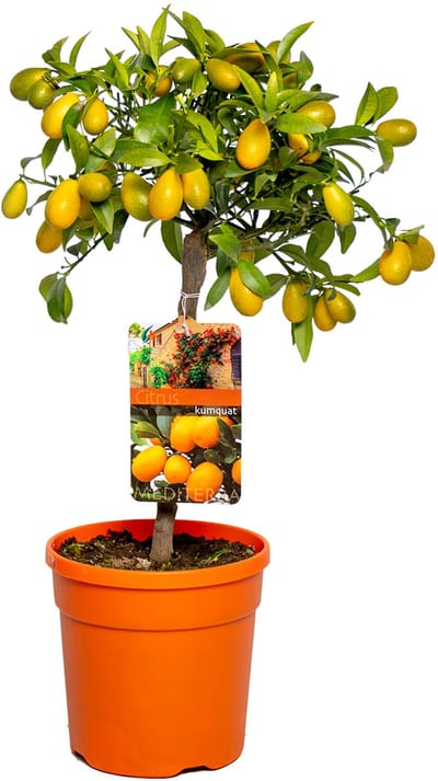 Bloomique - Citrus Kumquat - Dwergsinaasappel - Sinaasappelboom - Citrusboom - Fruitboom - Tuinplanten - Hoogte 50-70 cm - Pot 19 cm
