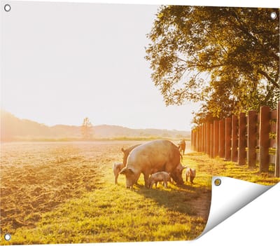Gards Tuinposter Varken Familie - Varkens - 80x60 cm - Tuindoek - Tuindecoratie - Wanddecoratie buiten - Tuinschilderij