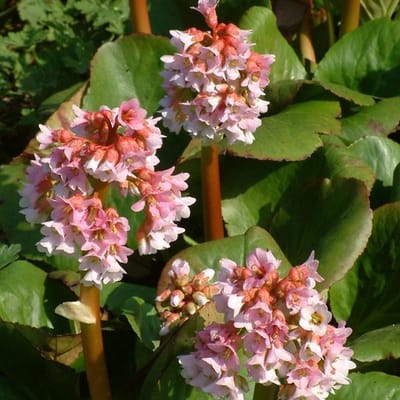 6 x Bergenia 'Baby Doll'- Schoenlappersplant pot 9x9cm