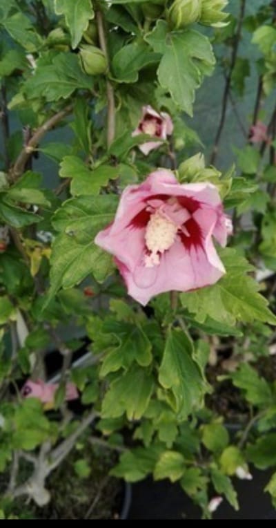 Hibiscus syr. 'Hamabo' - Tuinhibiscus, Altheastruik , Heemstroos 40- 60 cm in pot