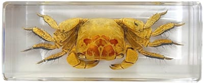 De Museumwinkel - Krab in hars blokje