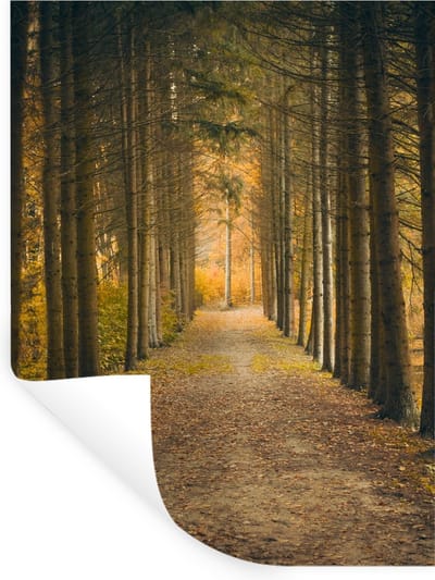 Muurstickers - Sticker Folie - Pad - Bomen - Bos - 30x40 cm - Plakfolie - Muurstickers Kinderkamer - Zelfklevend Behang - Zelfklevend behangpapier - Stickerfolie