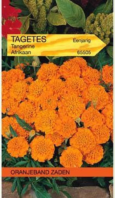 Oranjebandzaden -  Tagetes, Afrikaan Tangerine