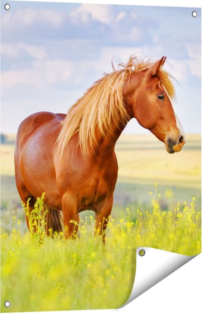 Gards Tuinposter Bruin Paard in de Wei - 60x80 cm - Tuindoek - Tuindecoratie - Wanddecoratie buiten - Tuinschilderij