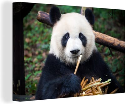 Canvas Schilderij Panda - Bamboe - Natuur - 90x60 cm - Wanddecoratie