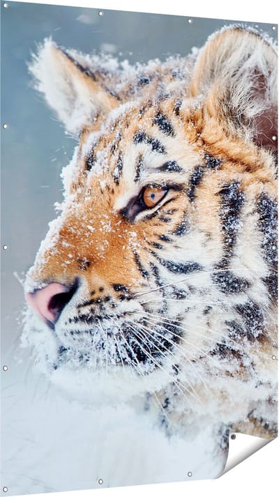 Gards Tuinposter Tijger tijdens de Sneeuw - 120x180 cm - Tuindoek - Tuindecoratie - Wanddecoratie buiten - Tuinschilderij