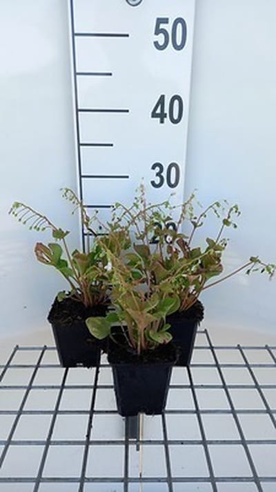 6x Montia - Montia sibirica ( claytonia sibirica) | 9x9 cm pot