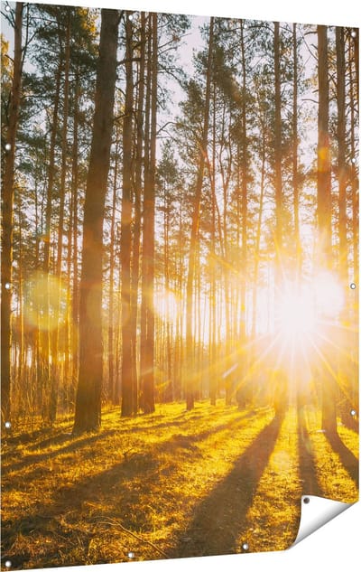 Gards Tuinposter Zonsopkomst in het Bos tussen de Bomen - 120x160 cm - Tuindoek - Tuindecoratie - Wanddecoratie buiten - Tuinschilderij