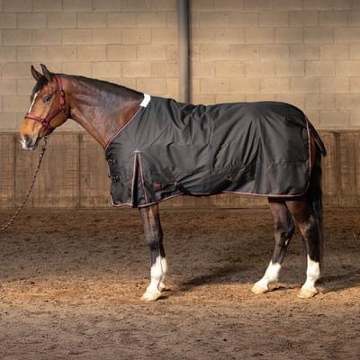 Harry's horse Regendeken Thor 200 WI25