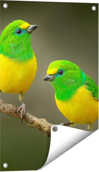 Gards Tuinposter Twee Groen Gele Zangvogels op een Tak - 40x60 cm - Tuindoek - Tuindecoratie - Wanddecoratie buiten - Tuinschilderij