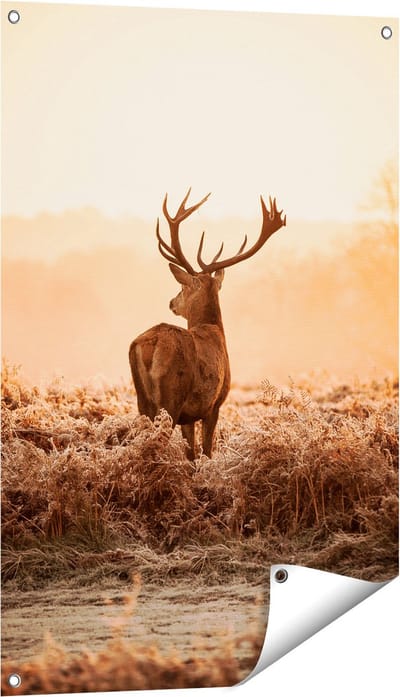 Gards Tuinposter Hert in de Wei tijdens de Zonsopkomst - 60x90 cm - Tuindoek - Tuindecoratie - Wanddecoratie buiten - Tuinschilderij
