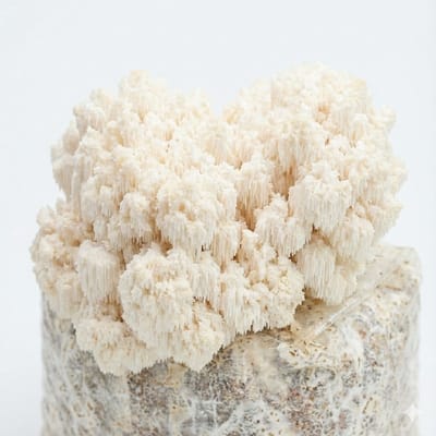 Samzwam Grow Kit - Kammetjesstekelzwam (Coral tooth) Kweekset XL - Complete set - Prachtige koraalstructuur - Heerlijke delicate smaak - Makkelijk thuis kweken