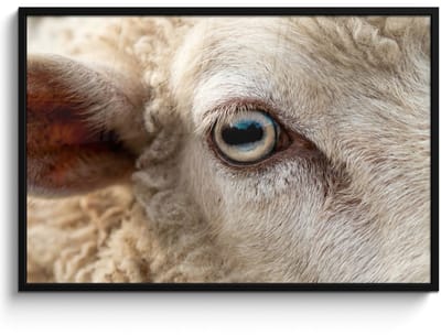 Poster in lijst - Fotolijst 120x80 cm - Posters - Schaap - Oog - Wit - Posterlijst zwart - Decoratie - Wanddecoratie woonkamer - Muurdecoratie slaapkamer