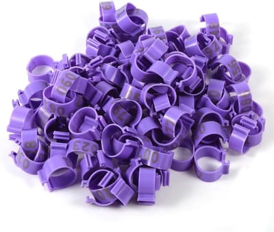 100 Stuks Genummerde Plastic Pootbanden voor Kippen, Eenden en Ganzen - 16MM Paars, Duurzaam en Waterdicht