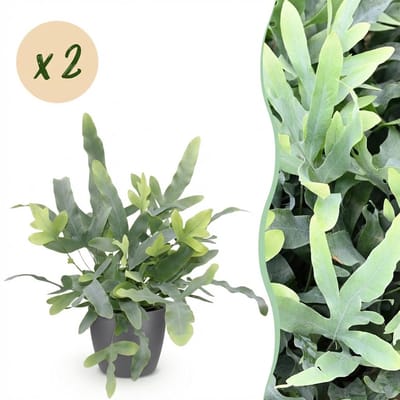 Plantenboetiek.nl | Phlebodium aureum Blue Star - Blauwe Varen - Huisdiervriendelijke Plant - Blauw - 2 Planten - met Potter Grijs - Ø12cm - 25cm hoog - Kamerplant - Arrangement - Plant met pot
