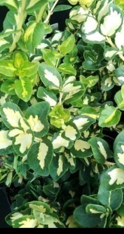 2 x Euonymus fort. 'Blondy'® ('interbolwi') - Kardinaalshoed, Kardinaalsmuts , 20- 30 cm in pot