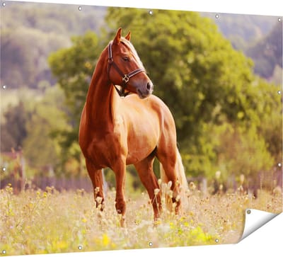 Gards Tuinposter Bruin Paard in de Wei - 160x120 cm - Tuindoek - Tuindecoratie - Wanddecoratie buiten - Tuinschilderij