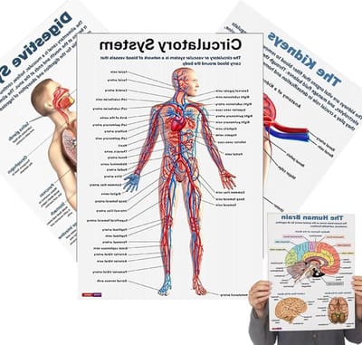 Anatomie Posters - Lichaamsposters Educatief - Studie Hulp - Gedetailleerde Illustraties - 26 x 20.8 cm - Enkel