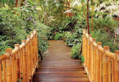 Fotobehang Forest Nature Path Bamboo | XL - 208cm x 146cm | 130g/m2 Vlies