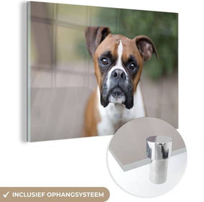 ® Glasschilderij 180x120 cm - Schilderij acrylglas - Een Boxer met glinsterende ogen - Foto op glas - Muurdecoratie woonkamer - Wanddecoratie slaapkamer - Schilderijen