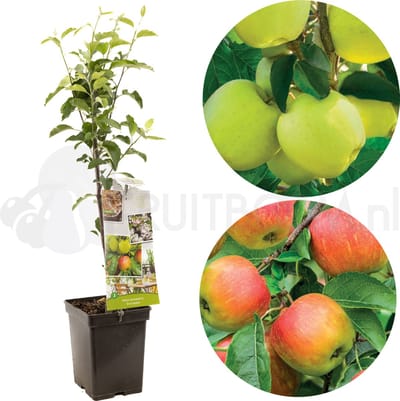 Malus domestica Duo-Appel | 2 appels op 1 stam | patio