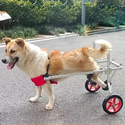 Honden Rolstoel - Loophulp Honden - Mobiliteit Verbeteren - Lichtgewicht Aluminium - XL - Zilver
