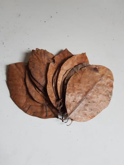 bladeren Catappa XL plantaardig bruin 10 stuks