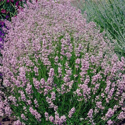 Lavendel (Lavandula Angustifolia) - Rosea - Vaste planten - Bijen-Vlinders - Snijbloemen - Geurend - Groenblijvend - Haagplanten - Zomerbollen