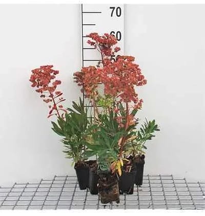 6x Wolfsmelk - Euphorbia martinii | 9x9 cm pot