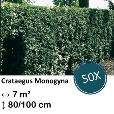 Green Harmony| Crataegus Monogyna - Kale wortel