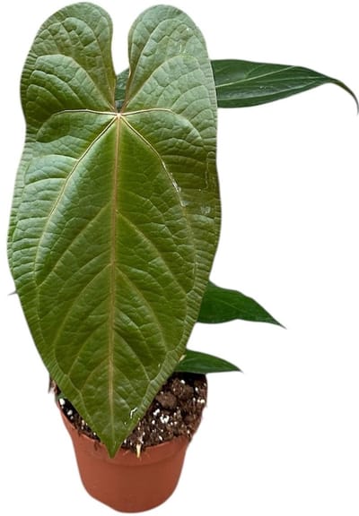Anthurium Magnificum X Nigrolaminum Gigi Kamerplant Potmaat Ø17 cm |Vers Van De Kweker