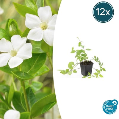 Trendyplants - Vinca major 'Alba' - 12 stuks - Grote Maagdenpalm - Winterhard - Hoogte 10-30 cm - Potmaat Ø9cm