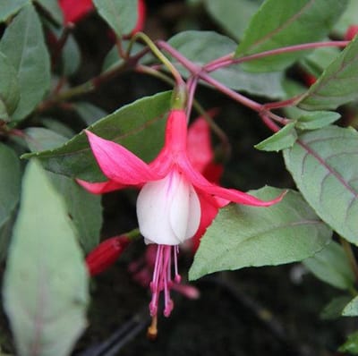 6 x Fuchsia 'Madame Cornelissen'  - Bellenplant pot 9x9cm